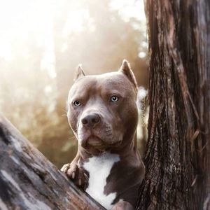 Meet your Posher, Rusty